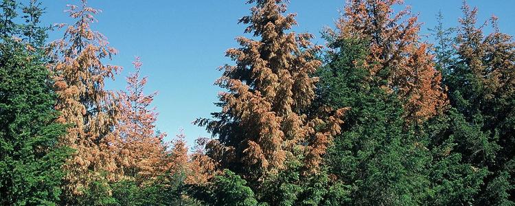 Rougissement de sapins